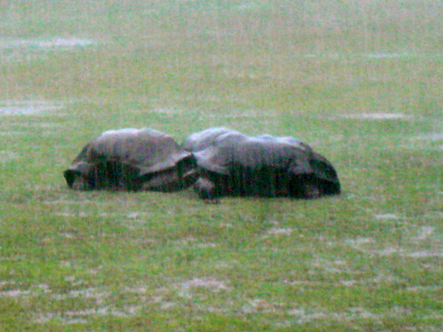 ALDABRA BREEDER