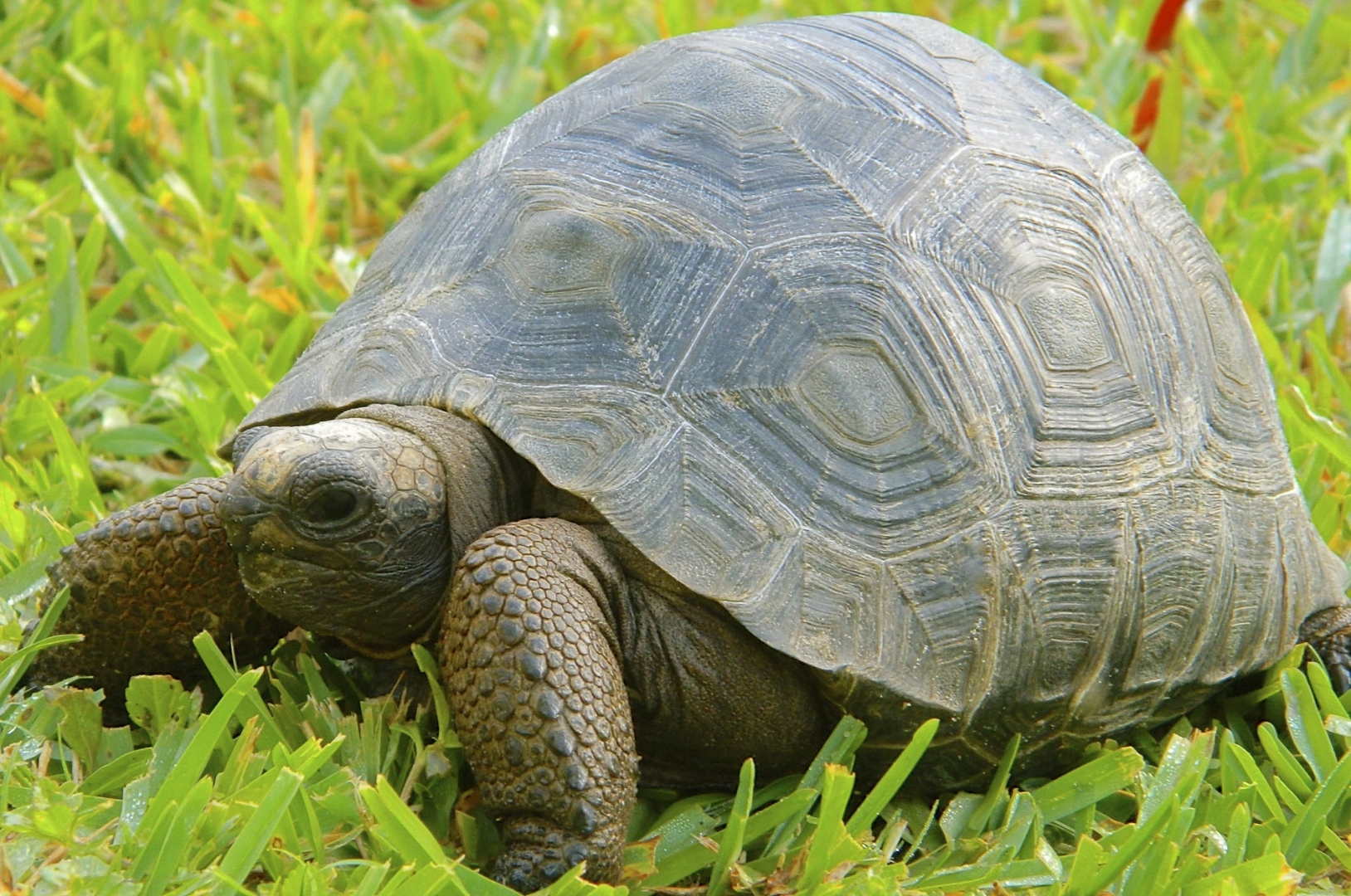 ALDABRA BREEDER