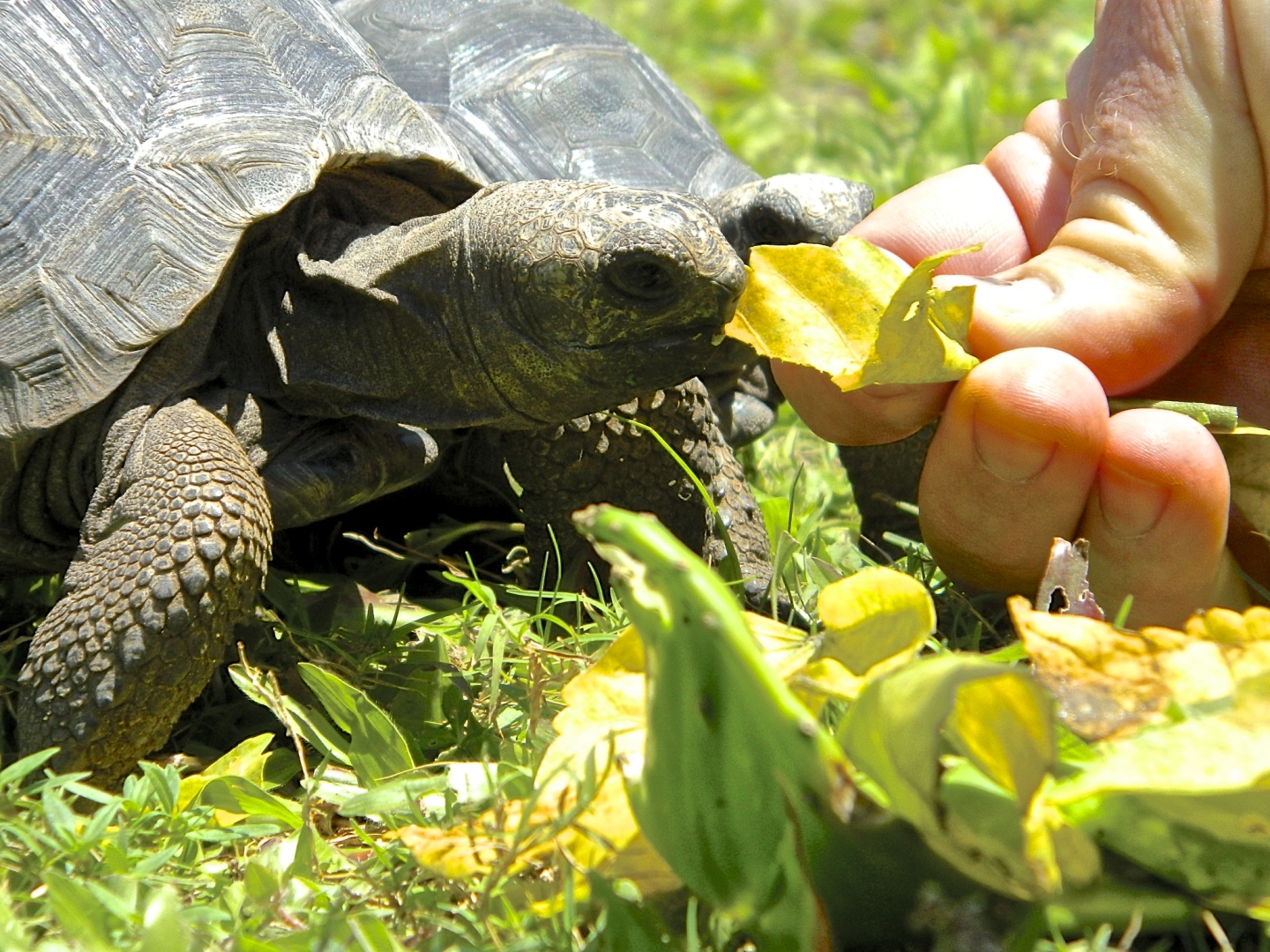 ALDABRA BREEDER