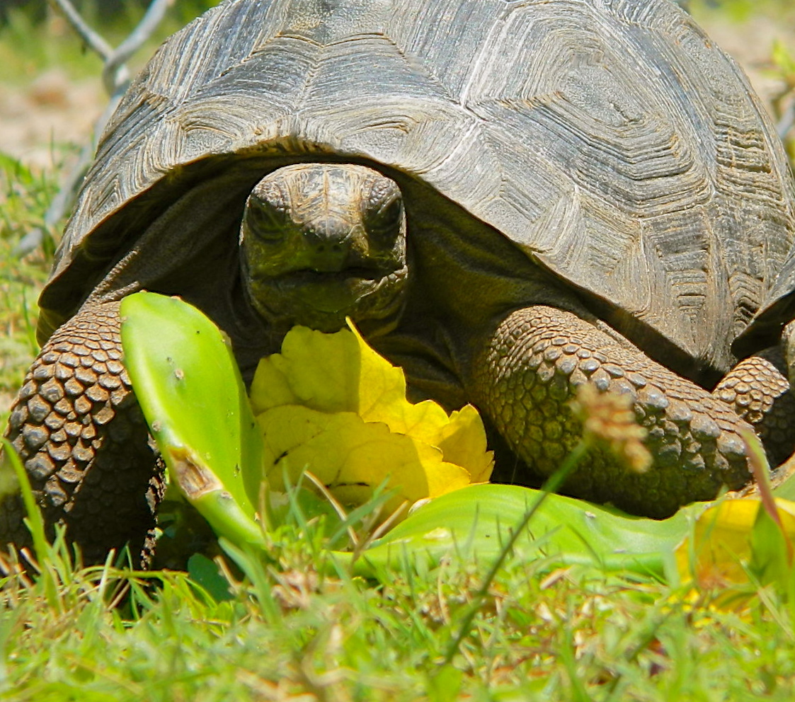 ALDABRA BREEDER