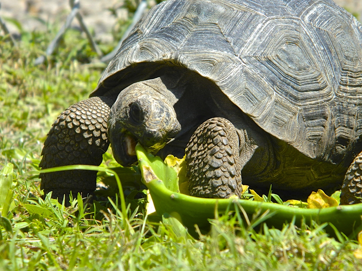 ALDABRA BREEDER