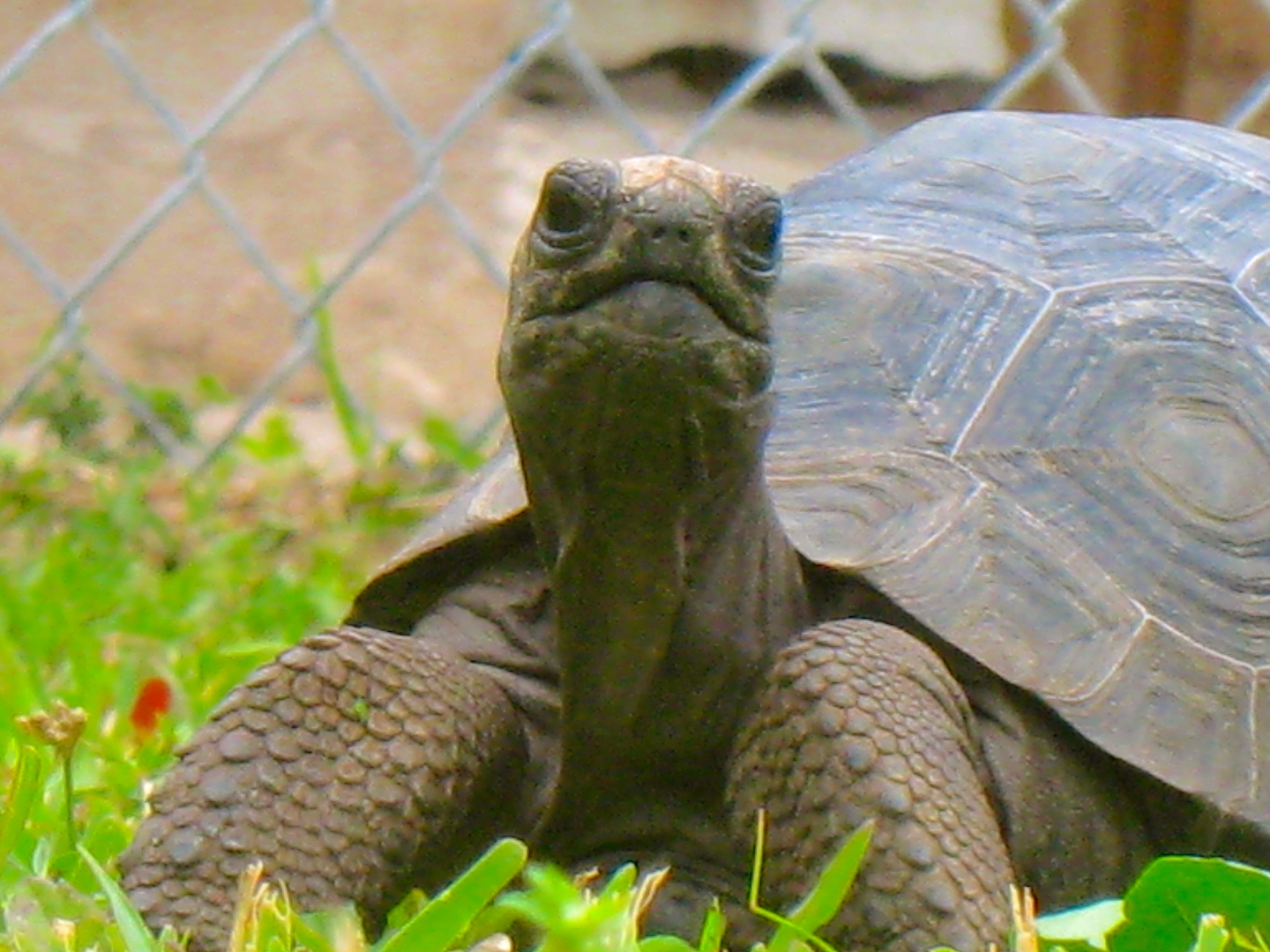 ALDABRA BREEDER
