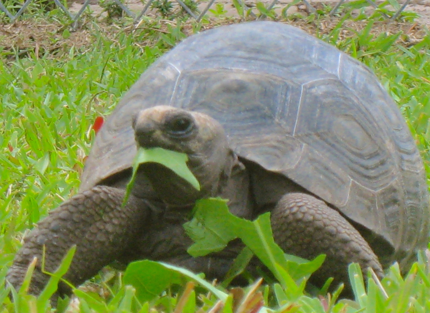ALDABRA BREEDER