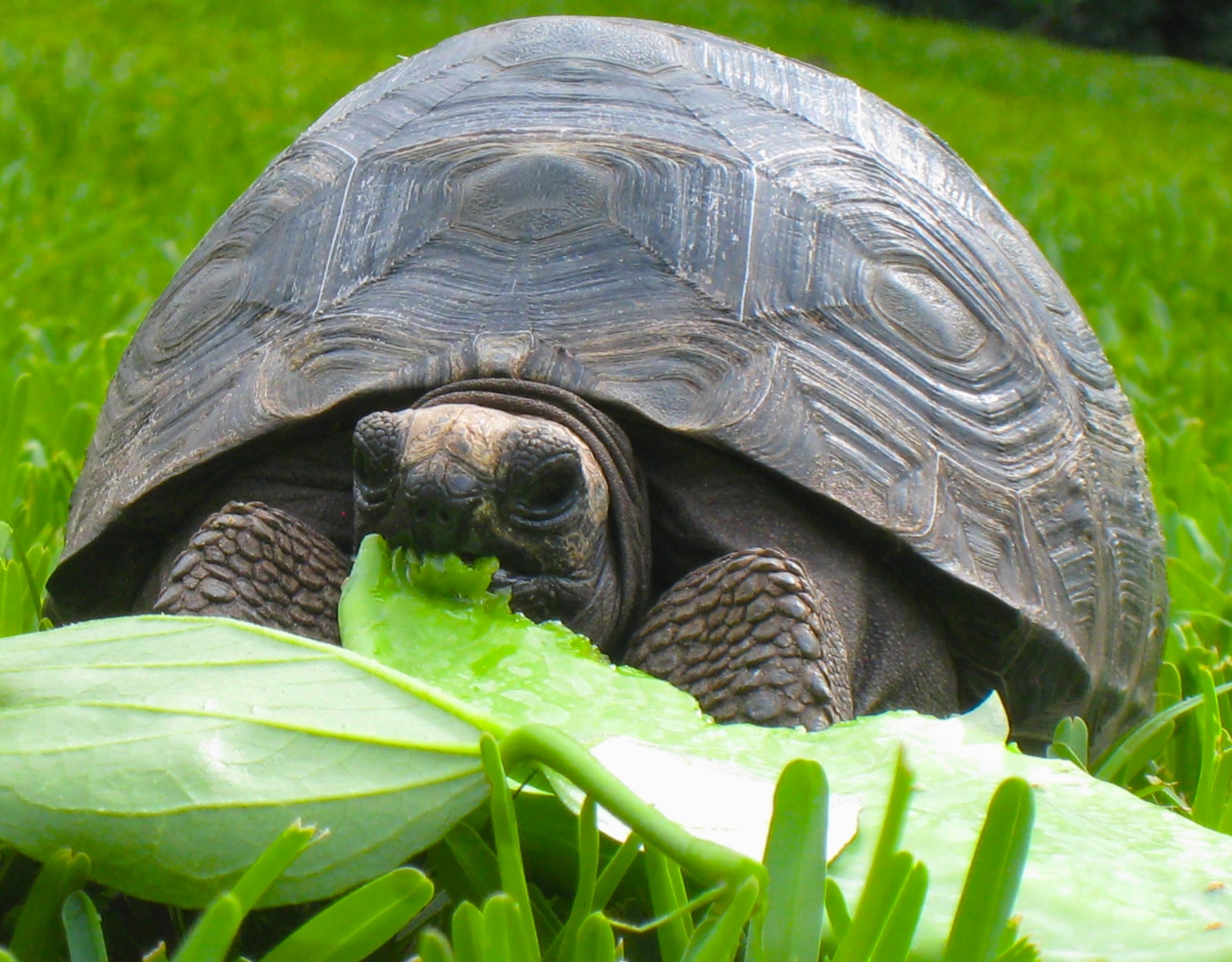 ALDABRA BREEDER