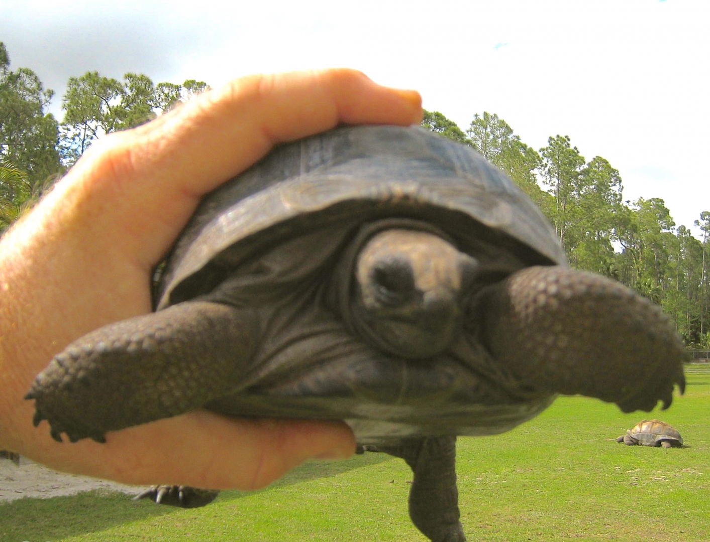 ALDABRA BREEDER