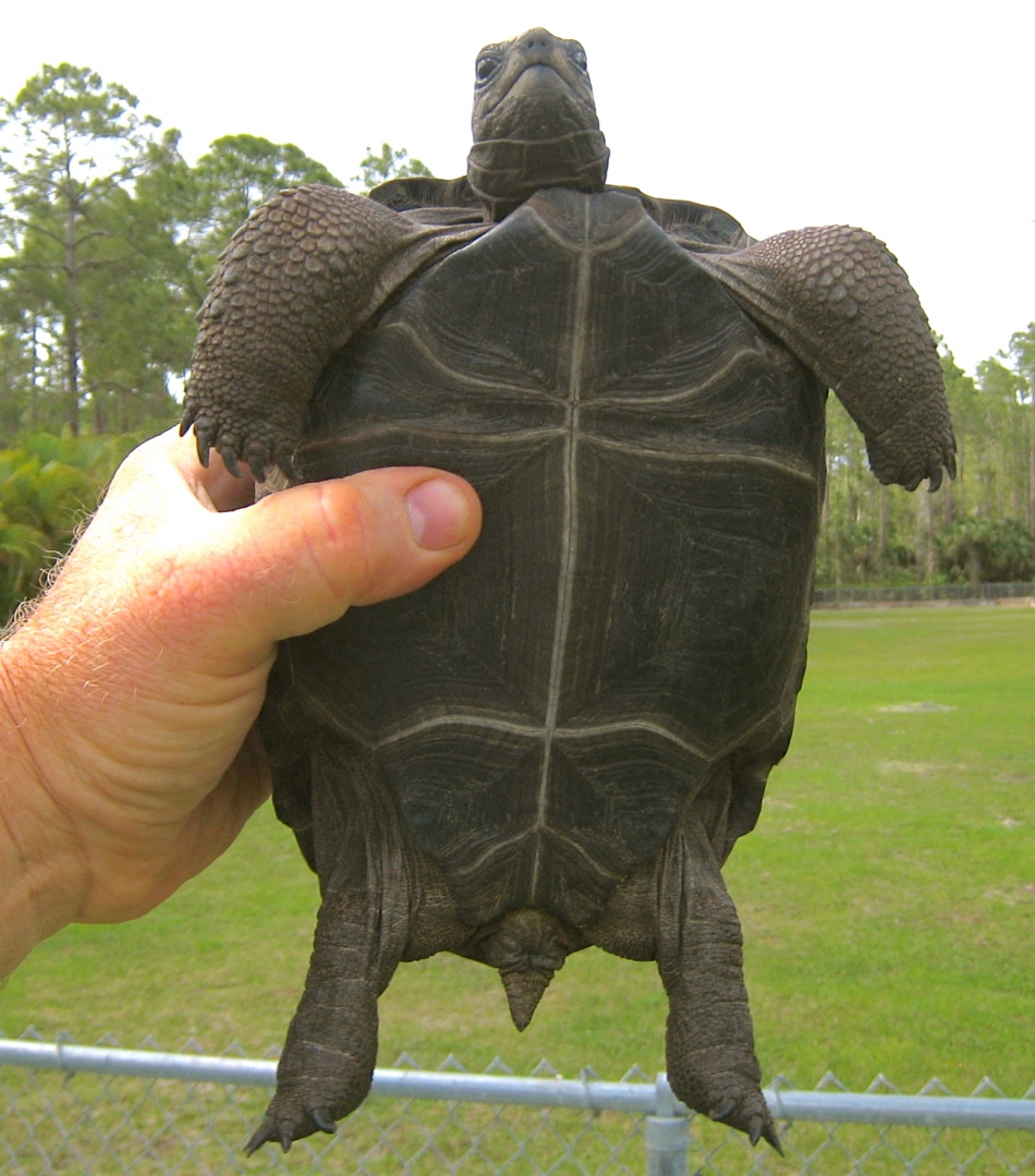 ALDABRA BREEDER