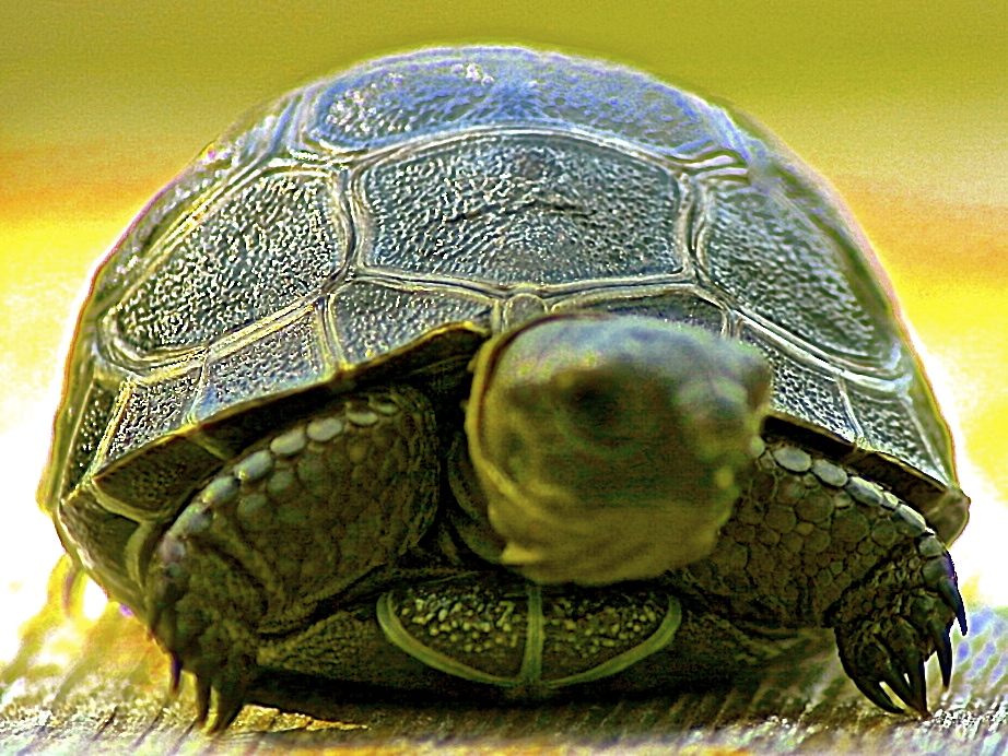 ALDABRA BREEDER