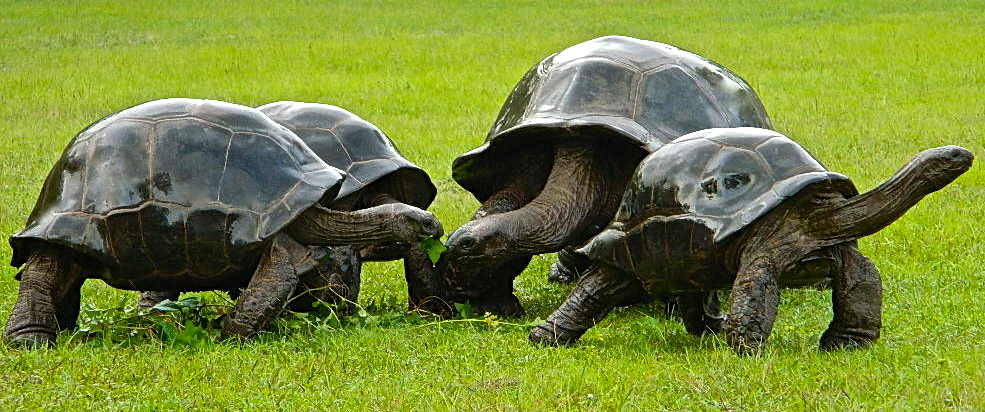 ALDABRA BREEDER