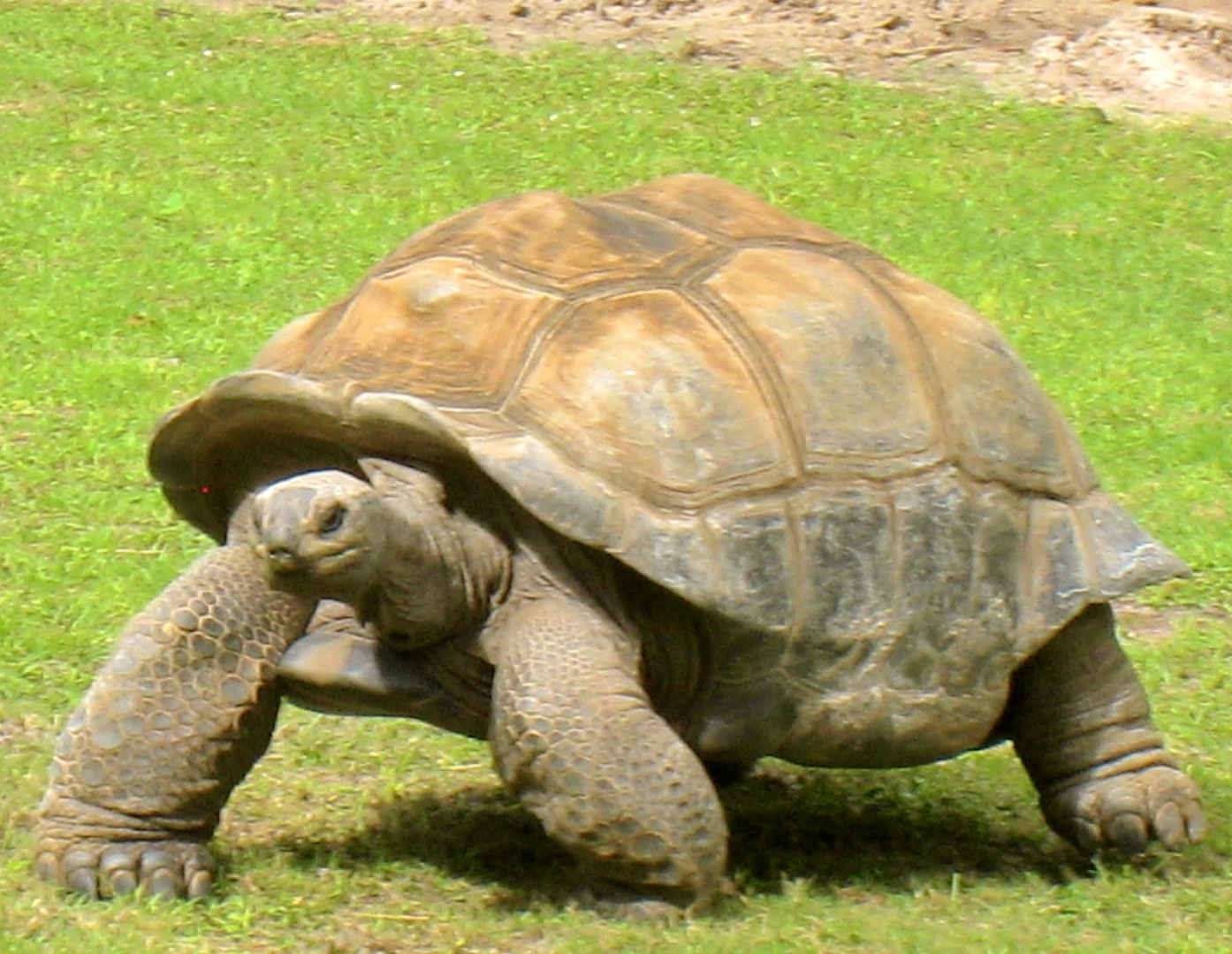 ALDABRA BREEDER