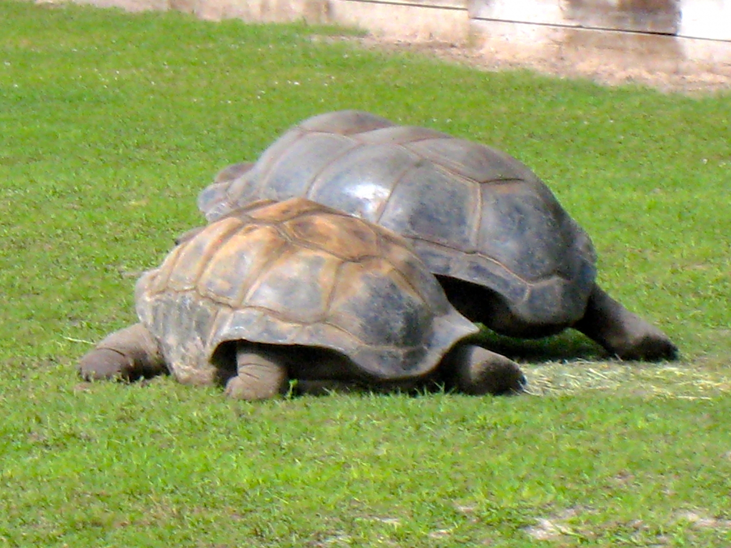 ALDABRA BREEDER