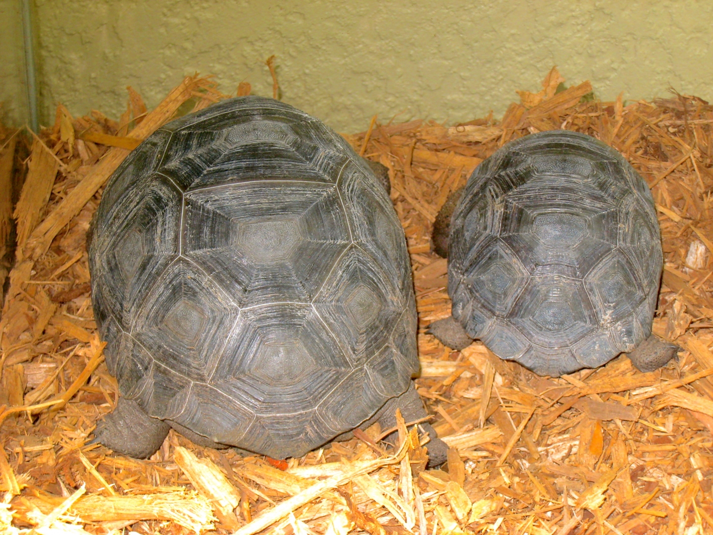 ALDABRA BREEDER