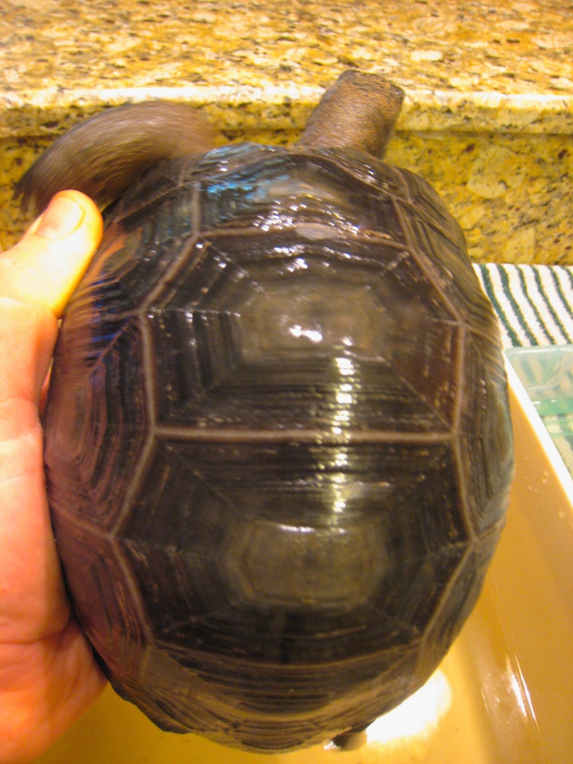 ALDABRA BREEDER