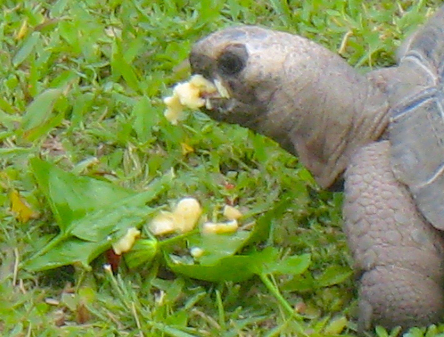 ALDABRA BREEDER