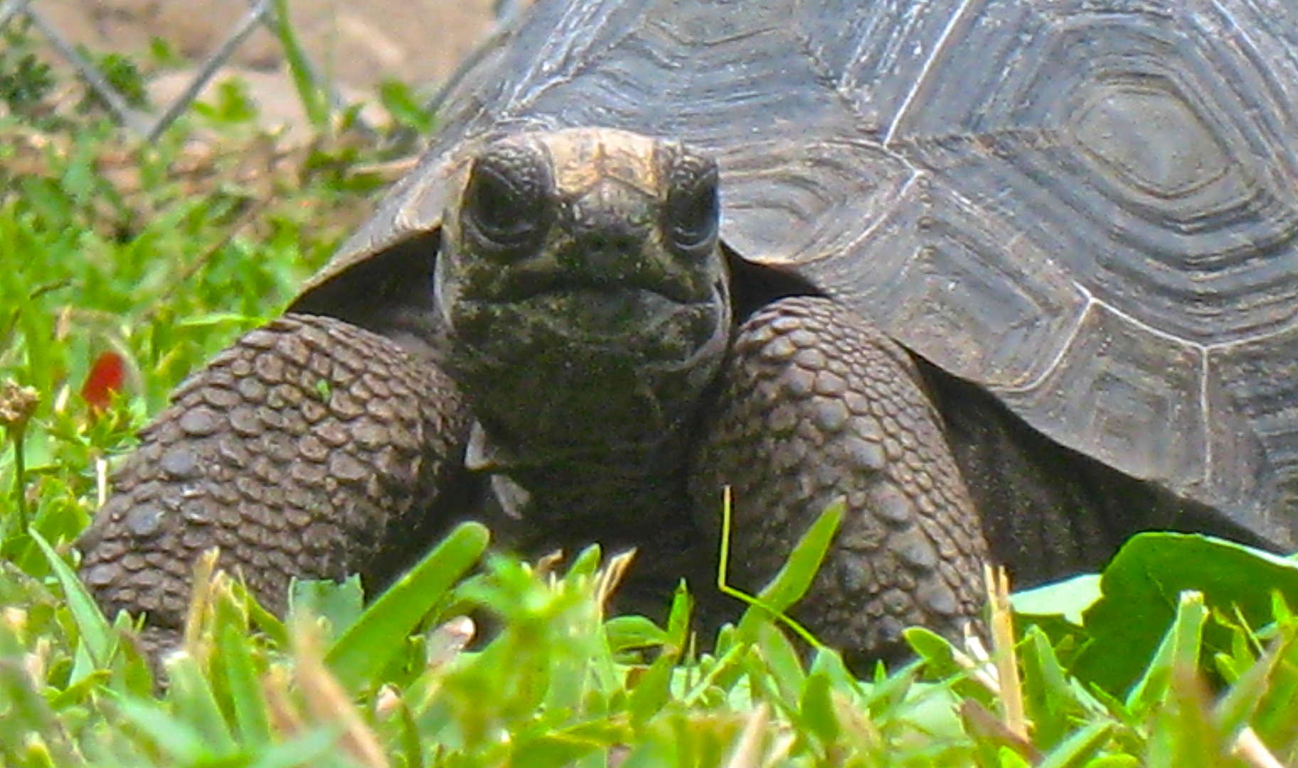ALDABRA BREEDER