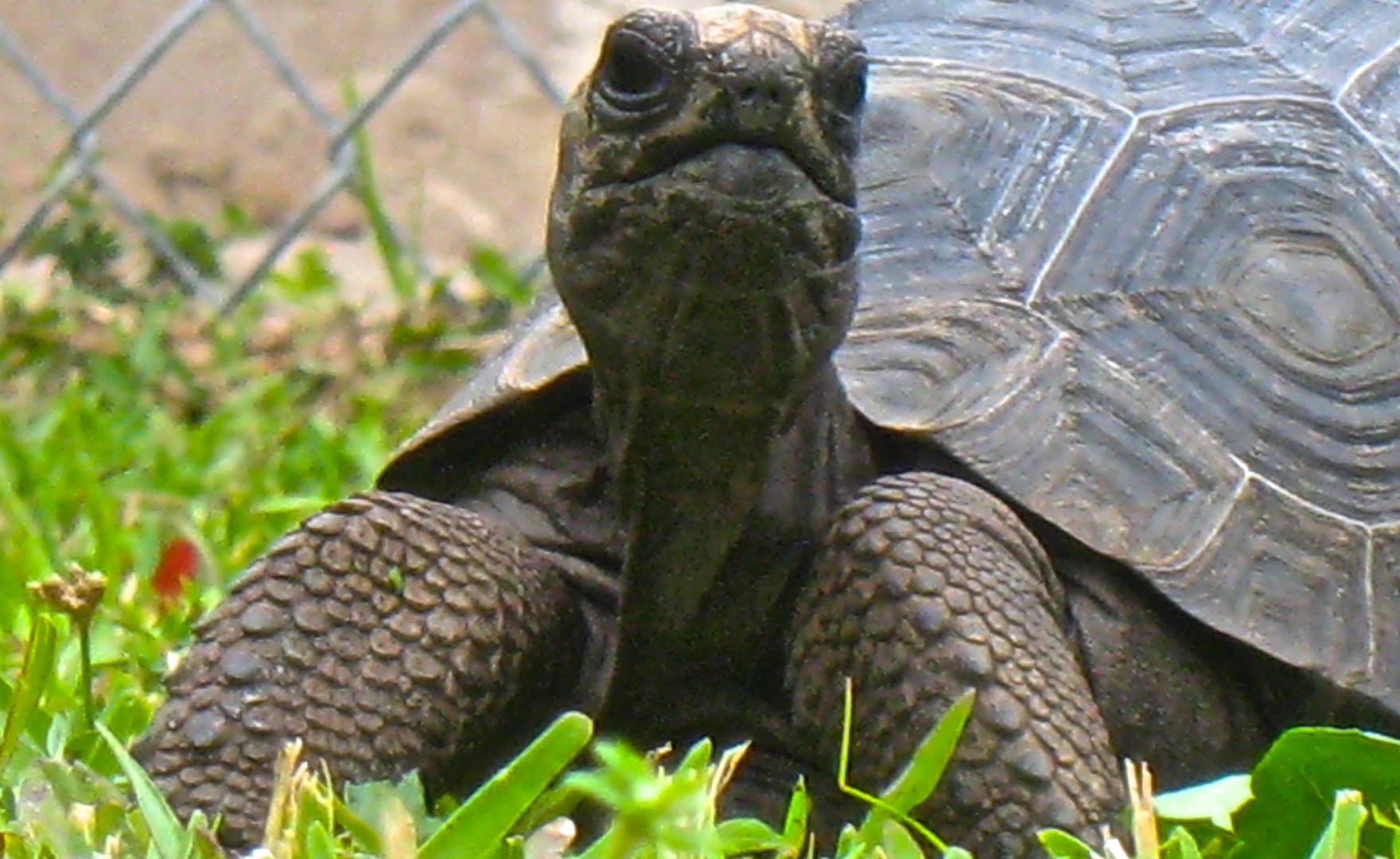 ALDABRA BREEDER