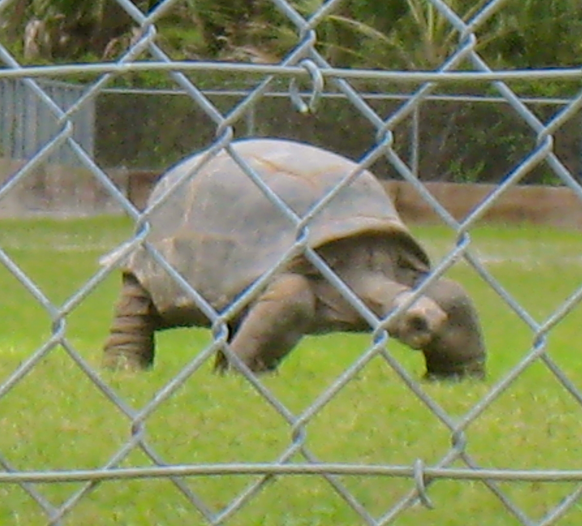 ALDABRA BREEDER