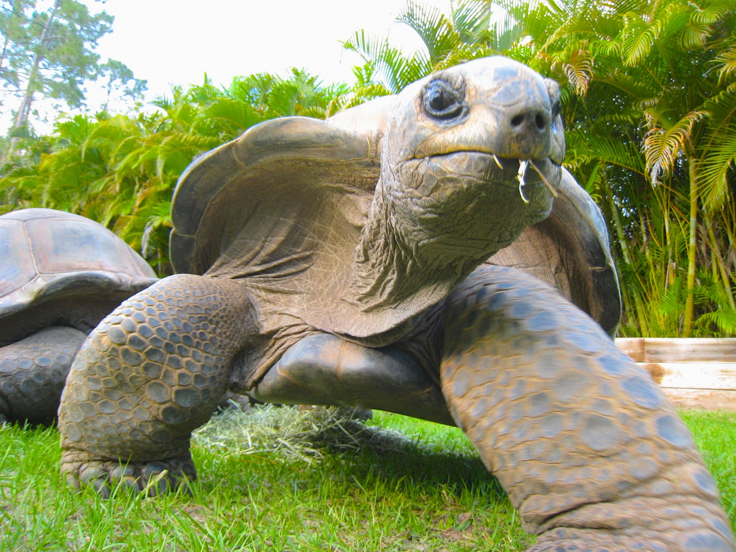 ALDABRA BREEDER