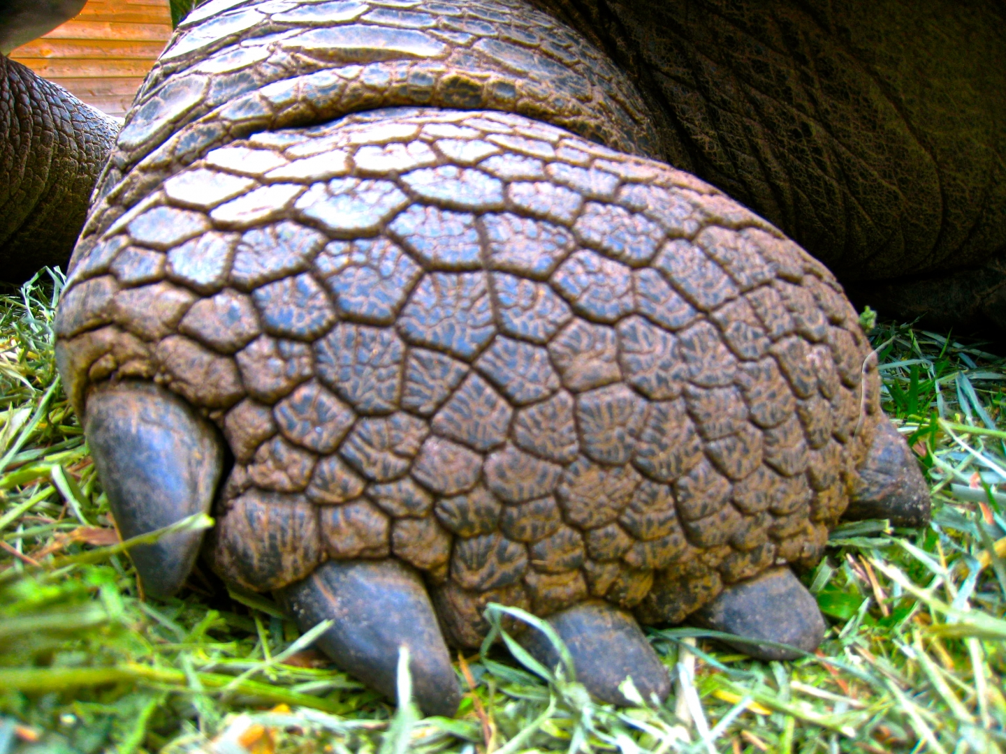 ALDABRA BREEDER