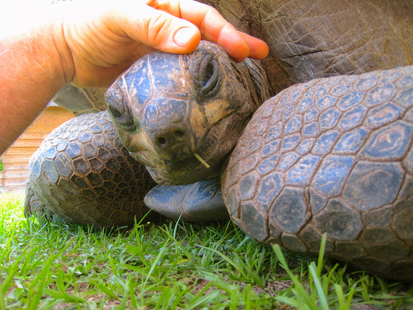 ALDABRA BREEDER