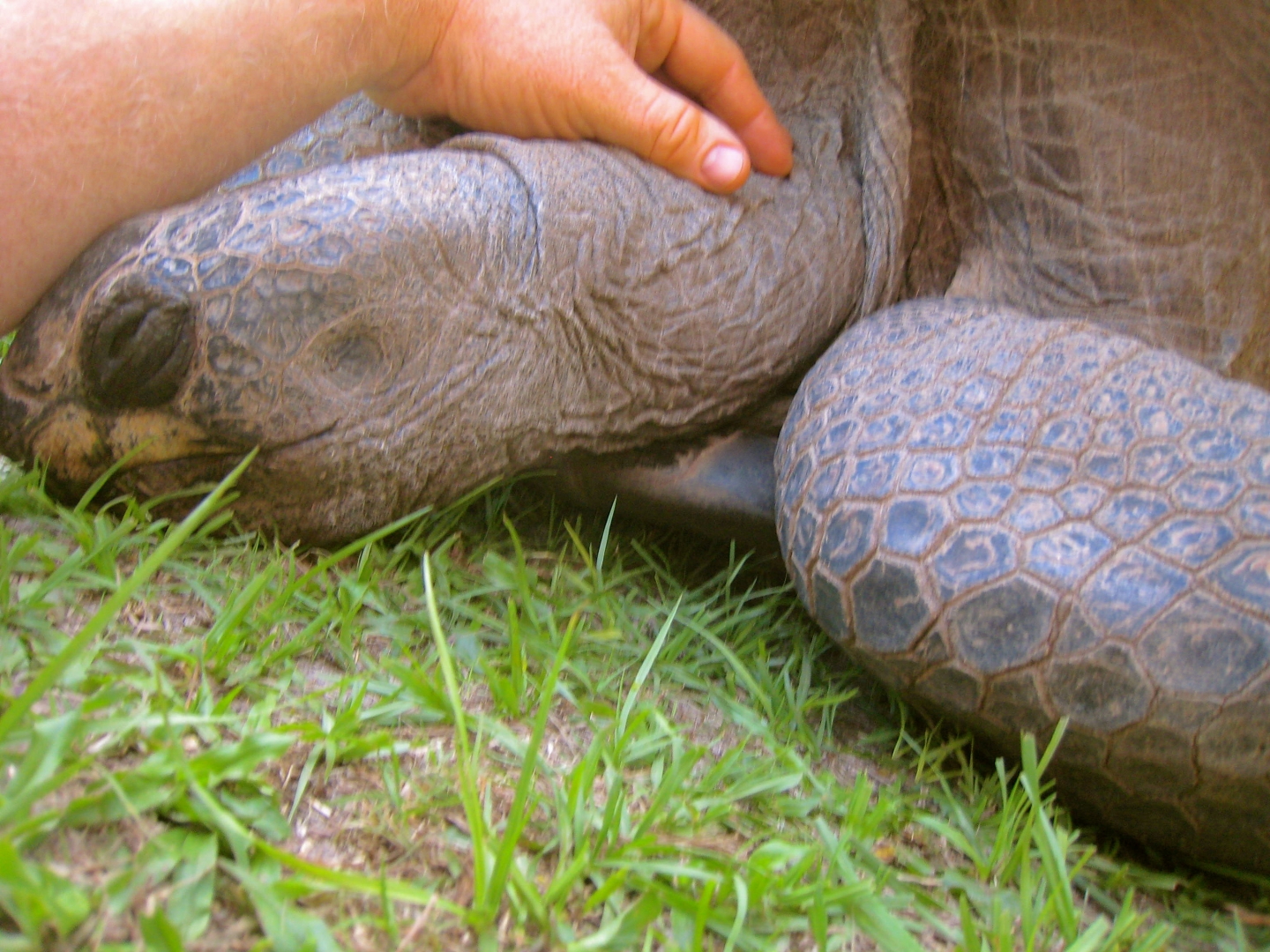 ALDABRA BREEDER