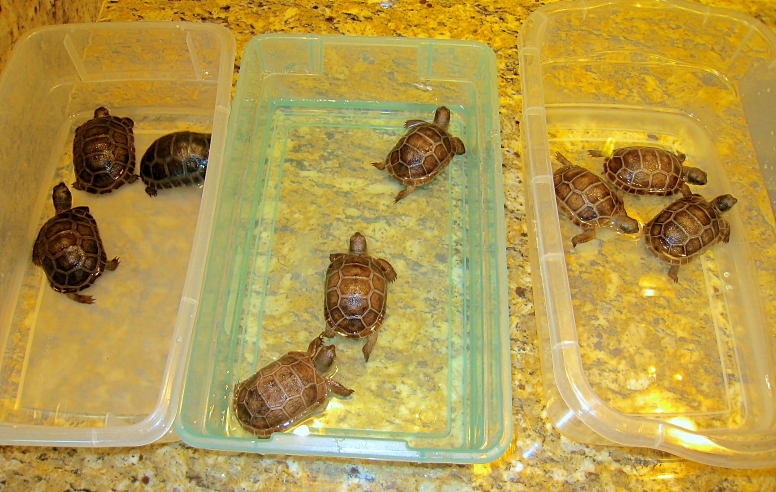 ALDABRA BREEDER