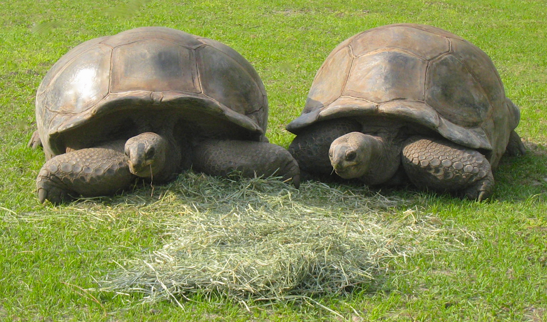 ALDABRA BREEDER