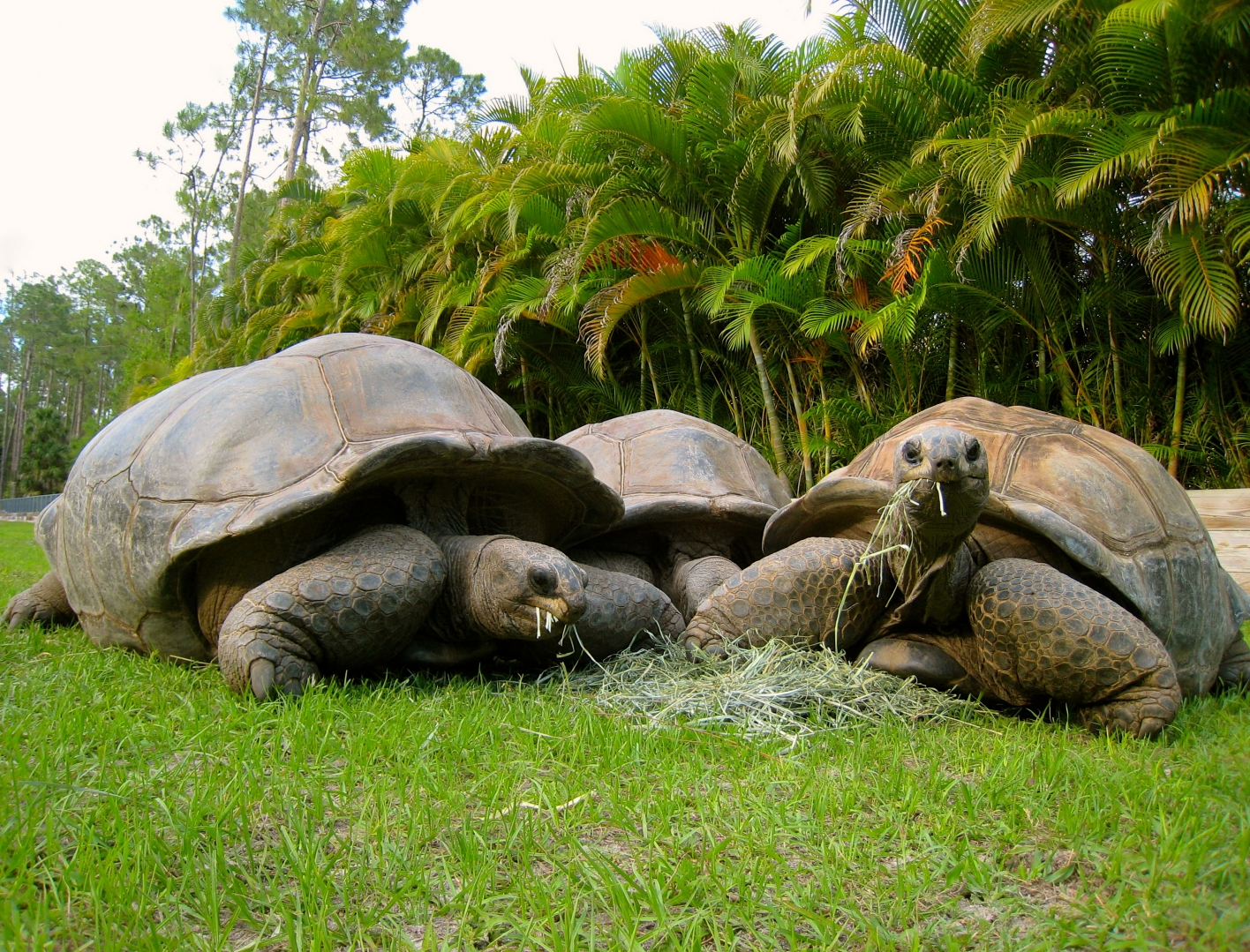 ALDABRA BREEDER