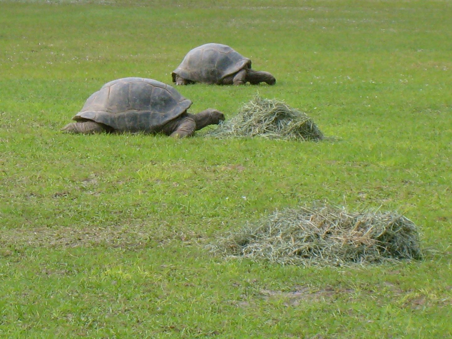 ALDABRA BREEDER