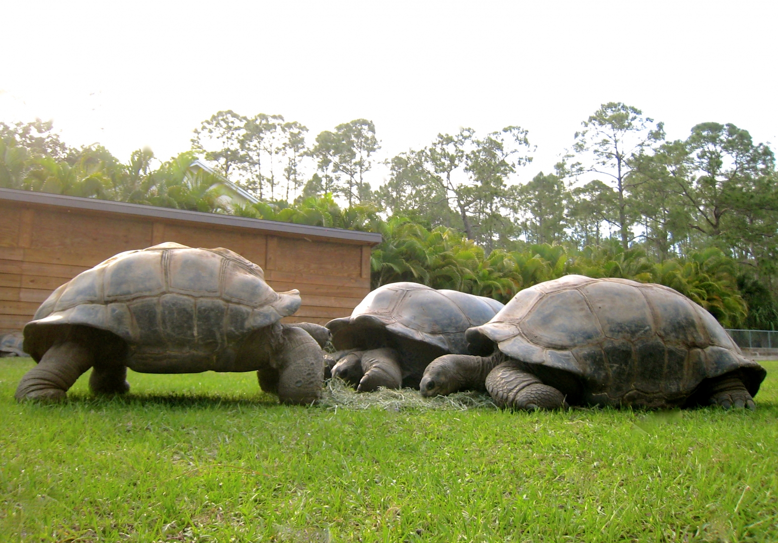 ALDABRA BREEDER