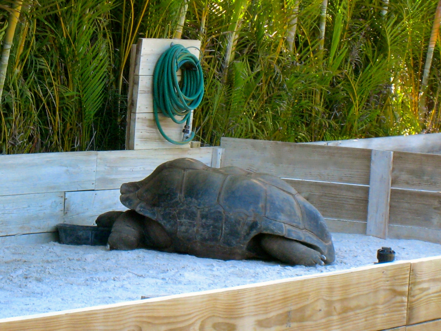 ALDABRA BREEDER