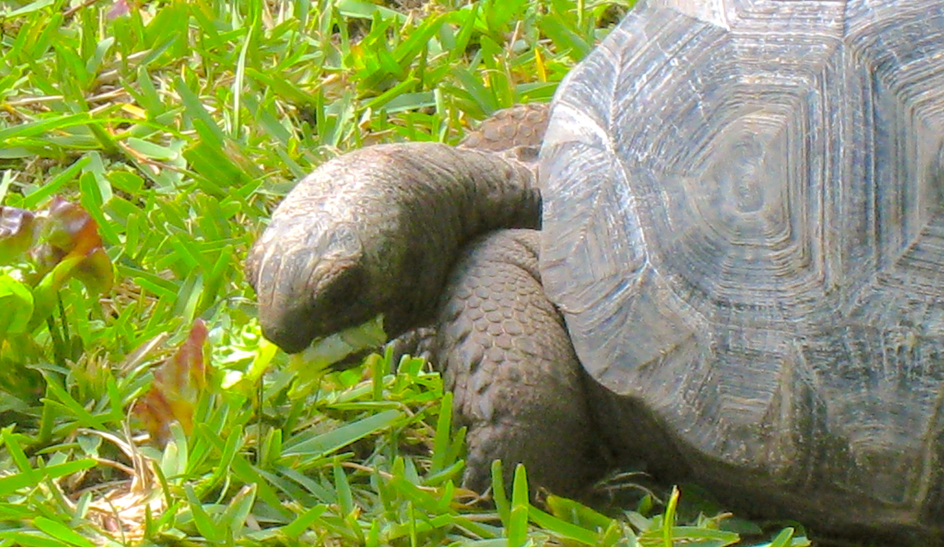 ALDABRA BREEDER