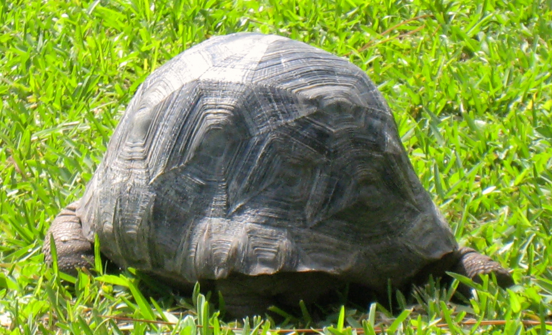 ALDABRA BREEDER