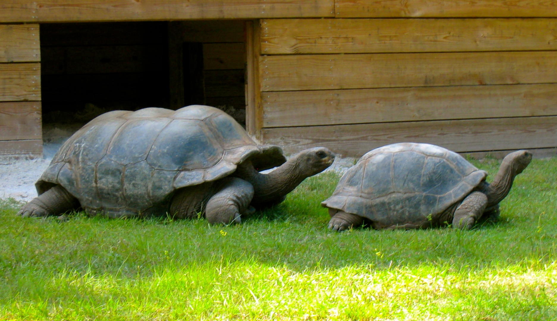 ALDABRA BREEDER