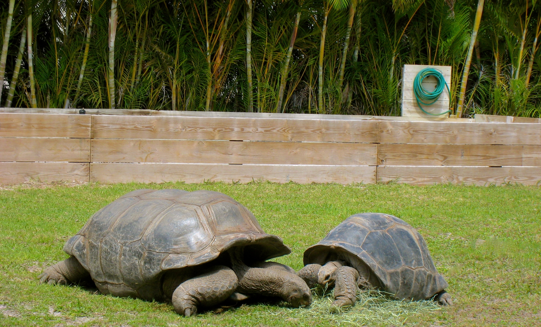 ALDABRA BREEDER