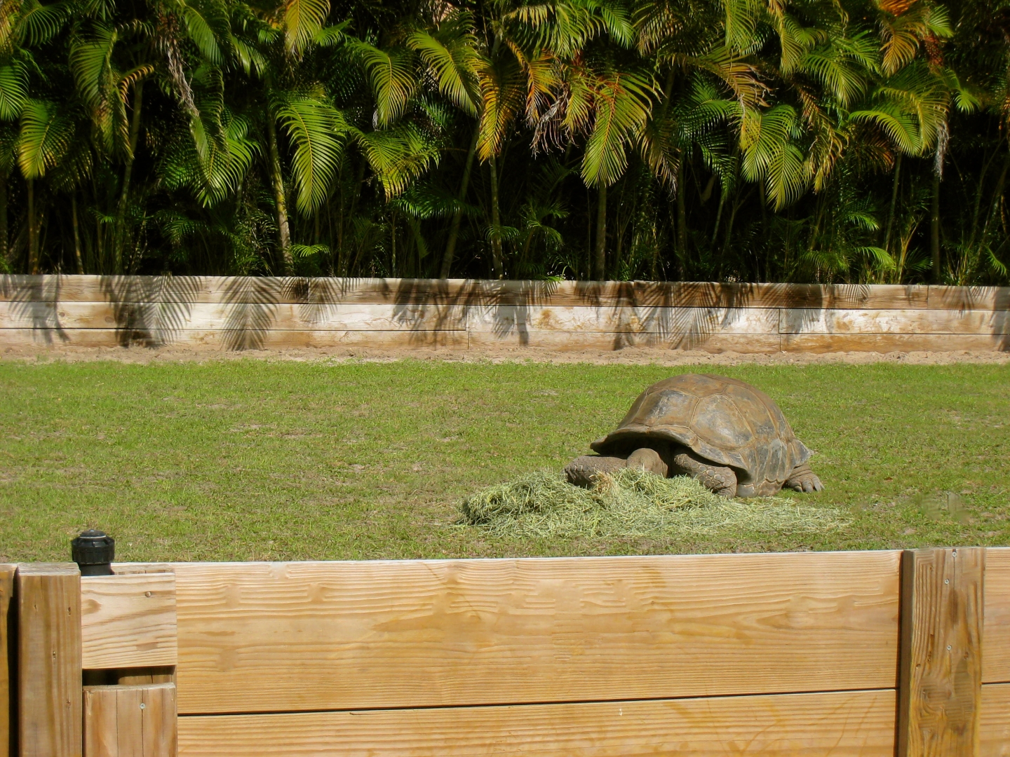 ALDABRA BREEDER