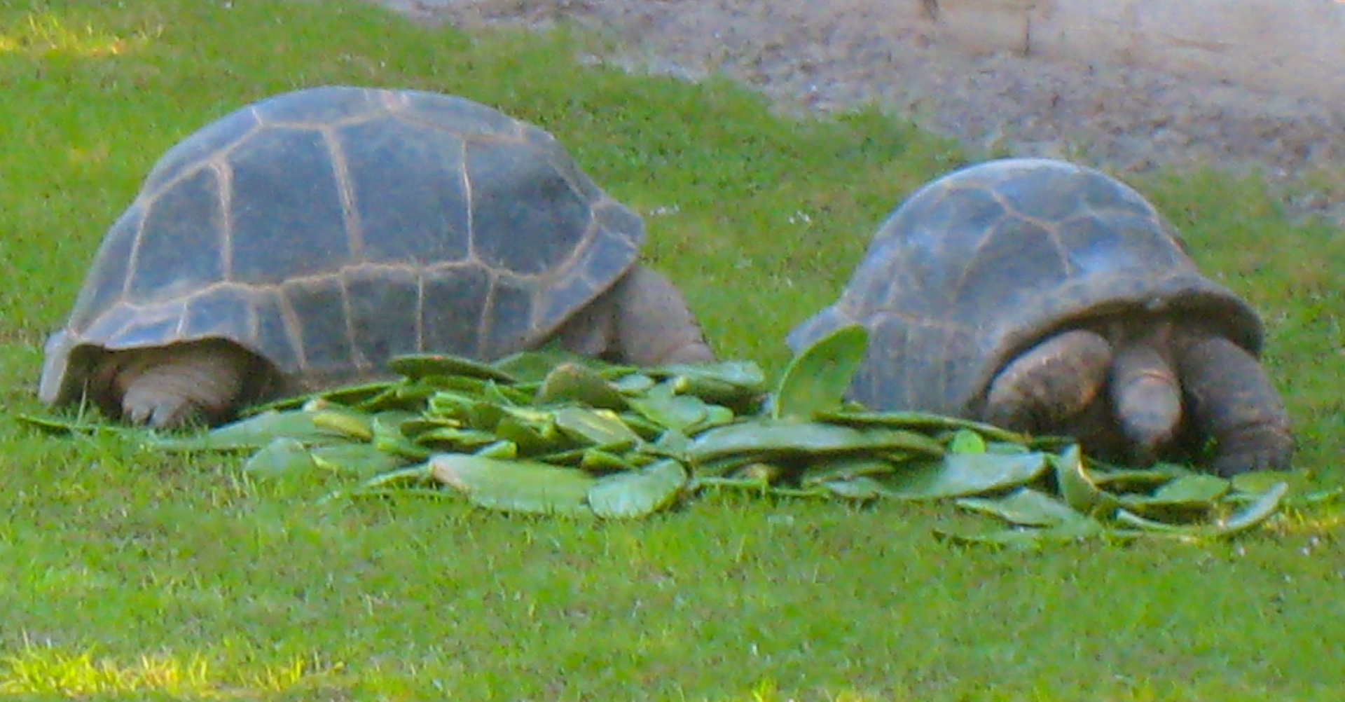 ALDABRA BREEDER