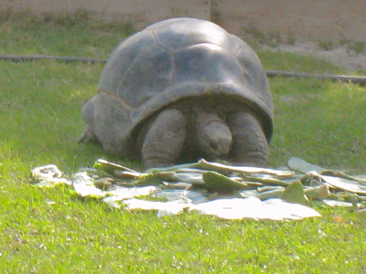ALDABRA BREEDER