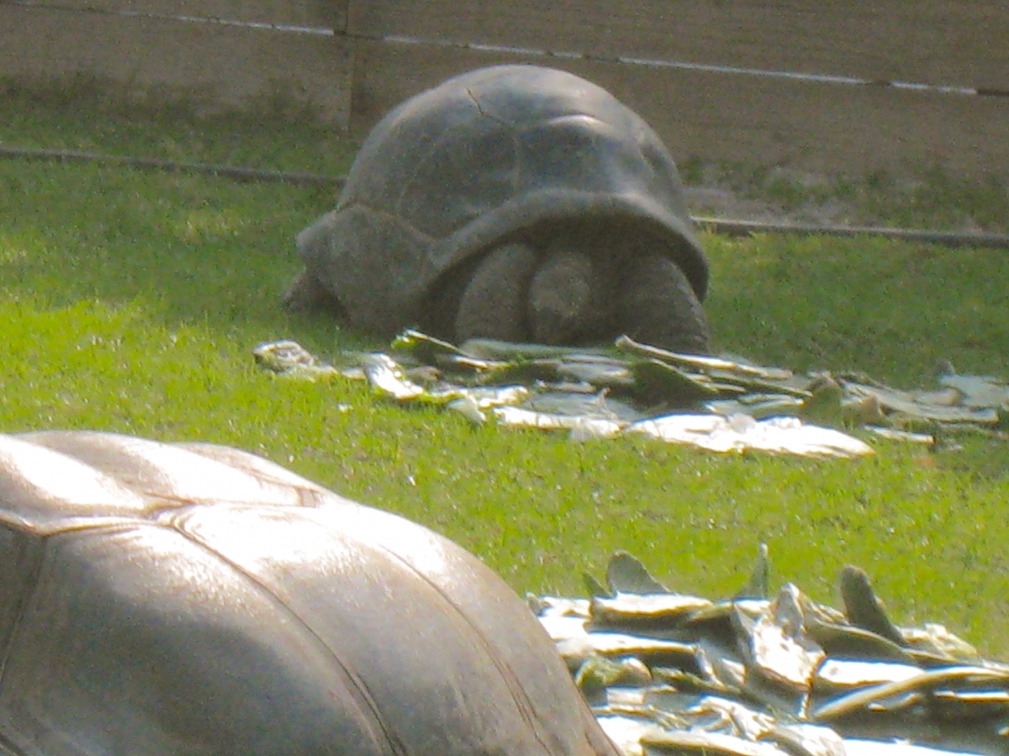 ALDABRA BREEDER