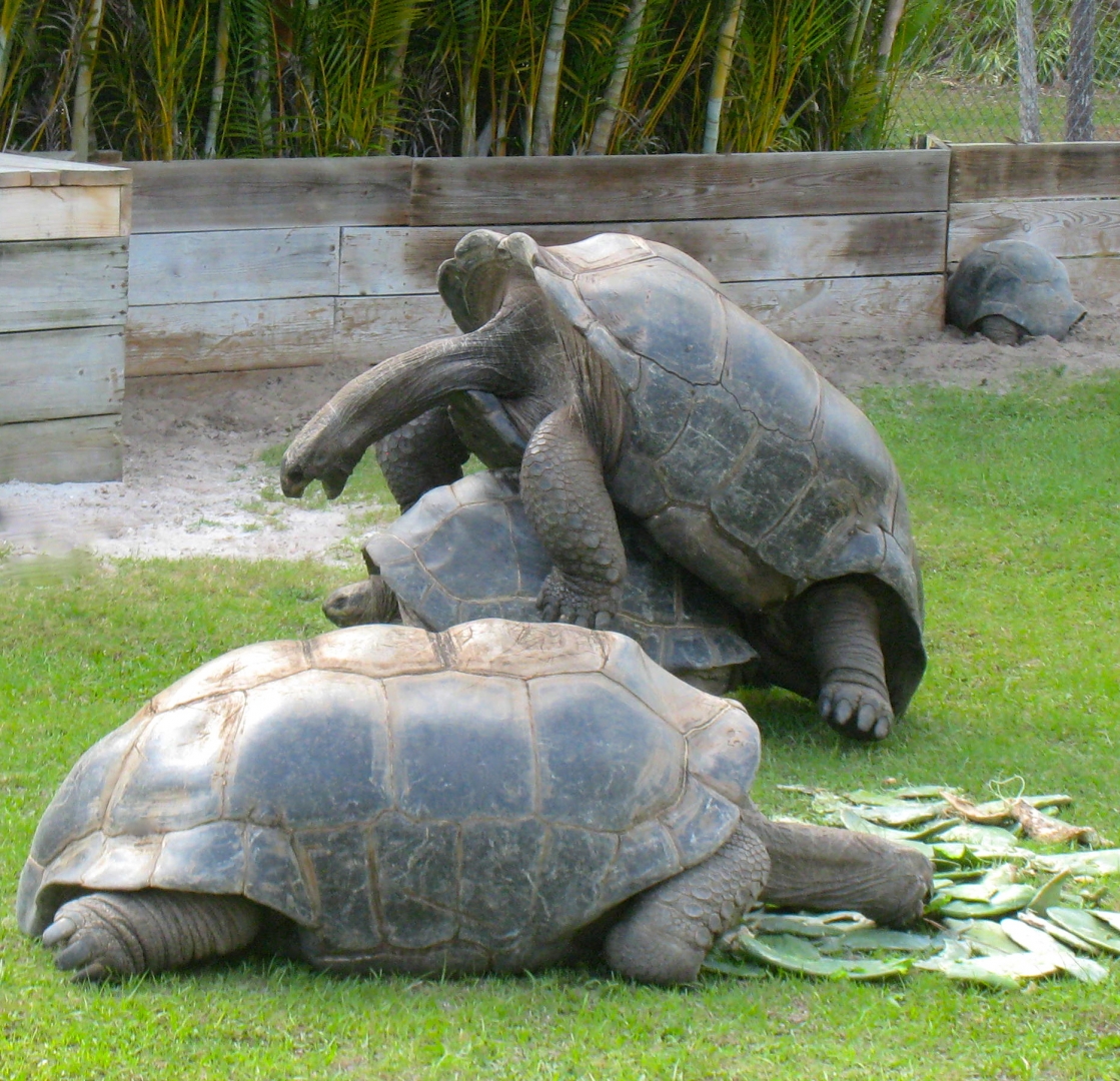 ALDABRA BREEDER