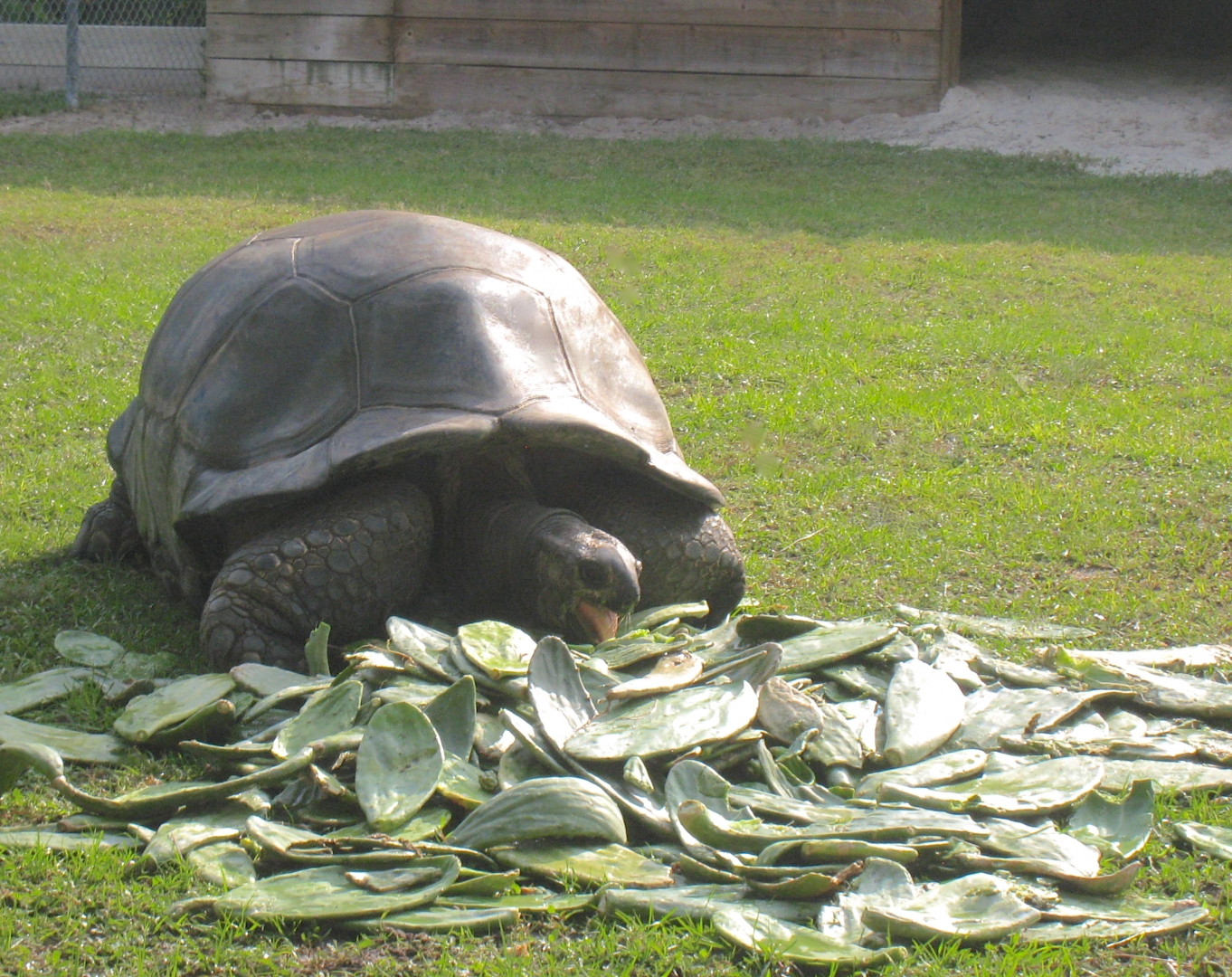 ALDABRA BREEDER