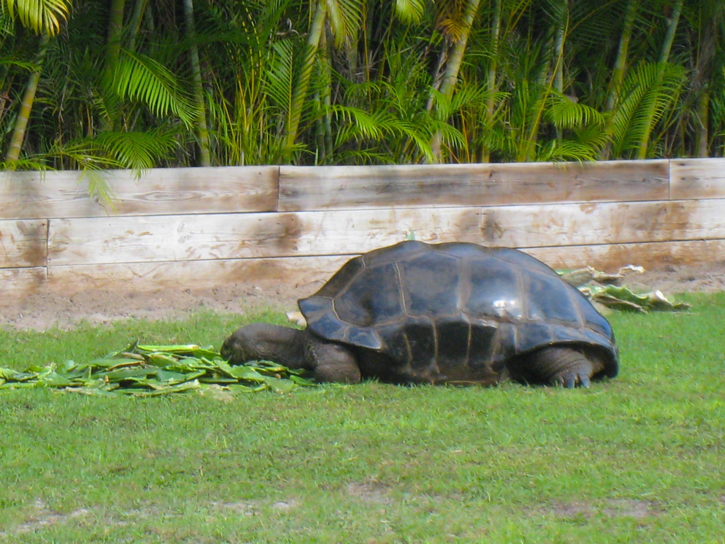 ALDABRA BREEDER