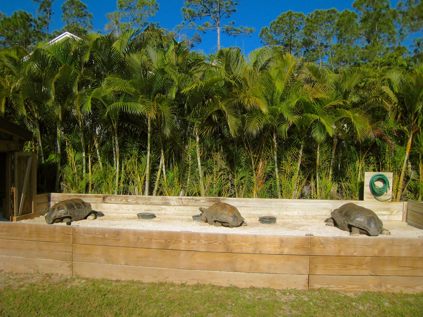 ALDABRA BREEDER