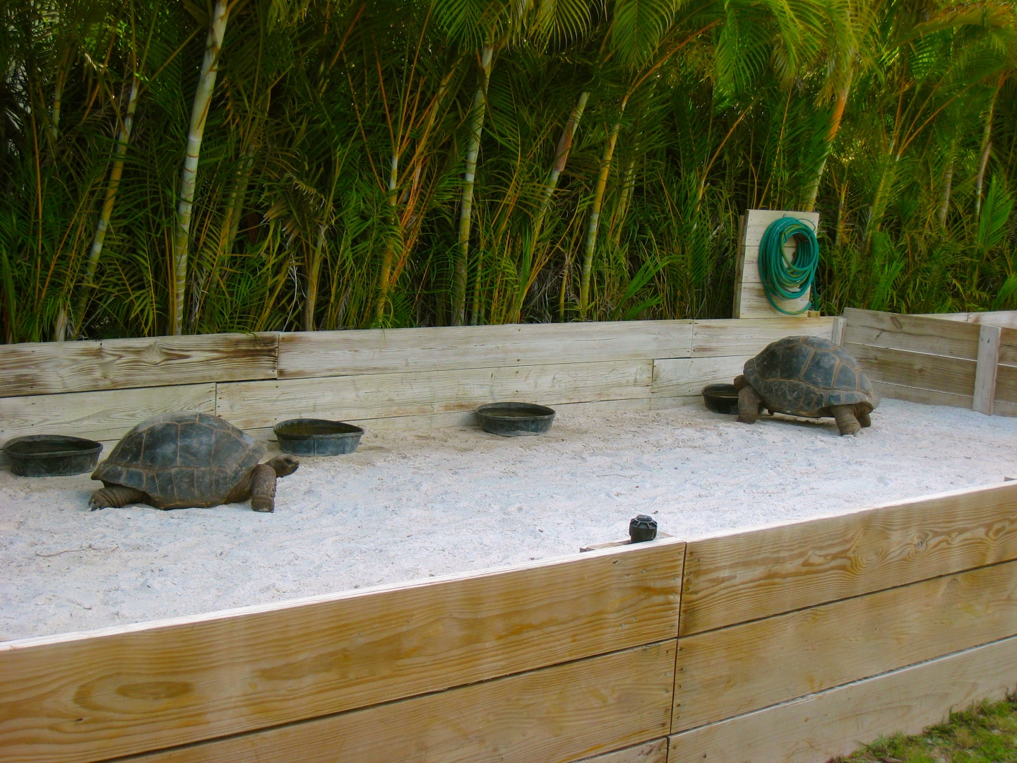ALDABRA BREEDER