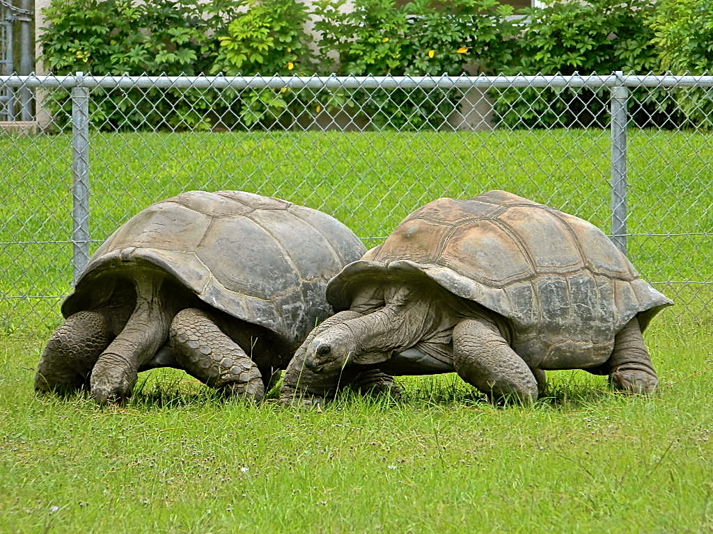 ALDABRA BREEDER