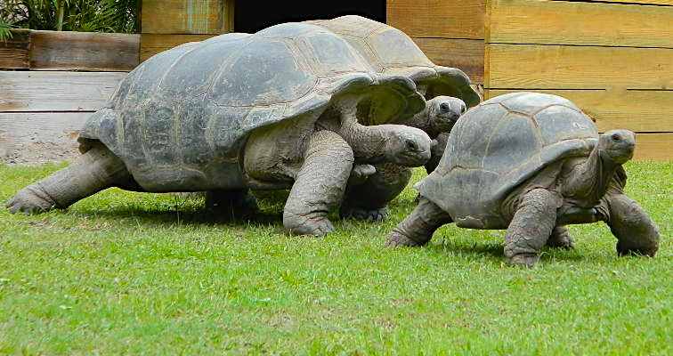 ALDABRA BREEDER