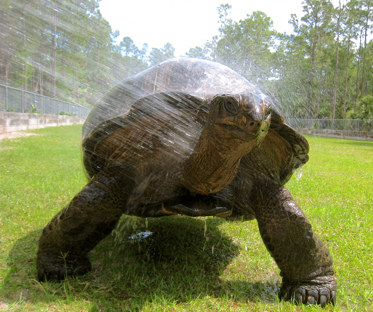 ALDABRA BREEDER