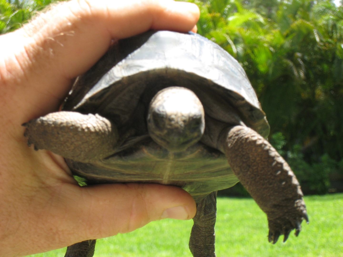 ALDABRA BREEDER