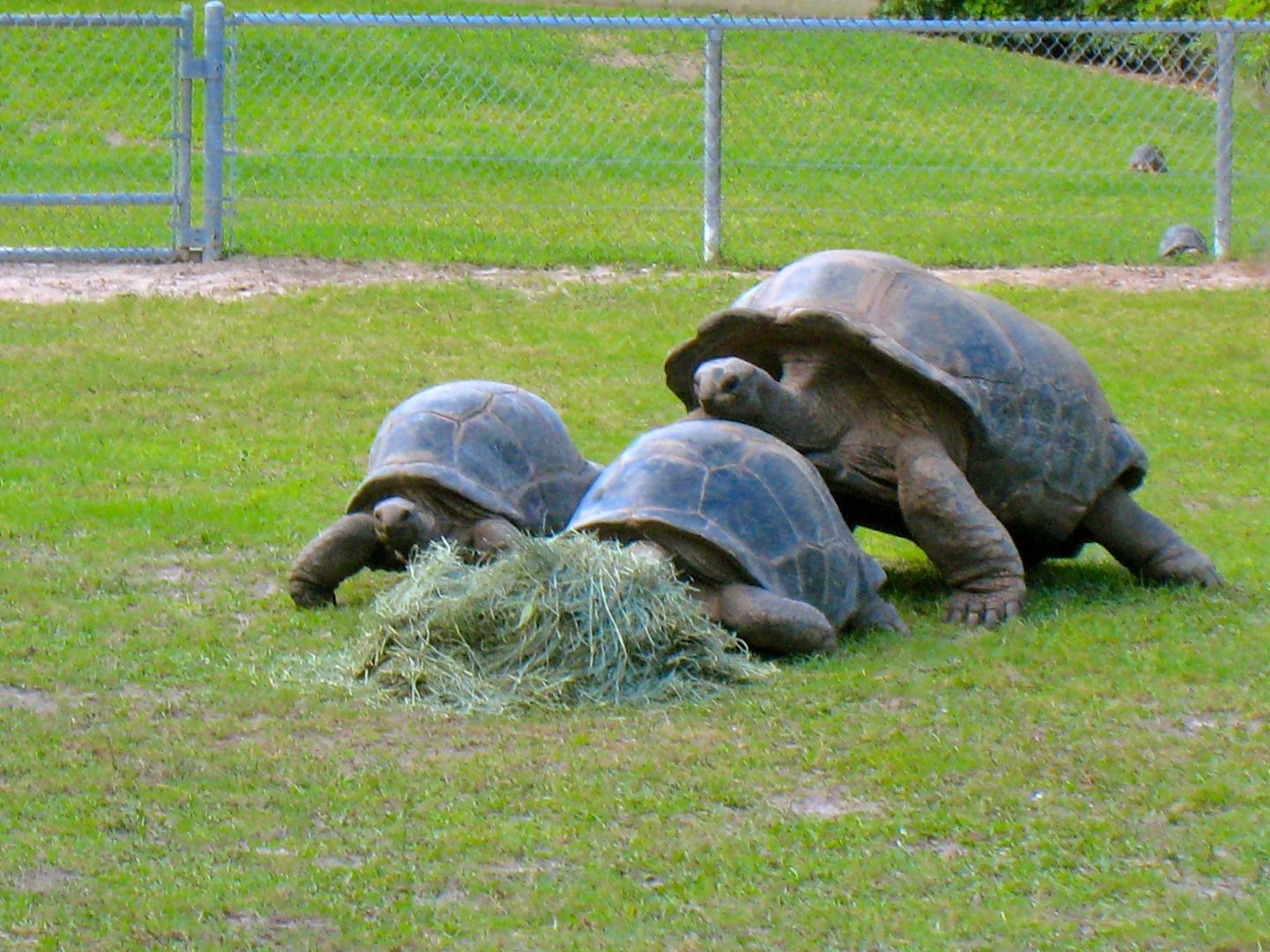 ALDABRA BREEDER