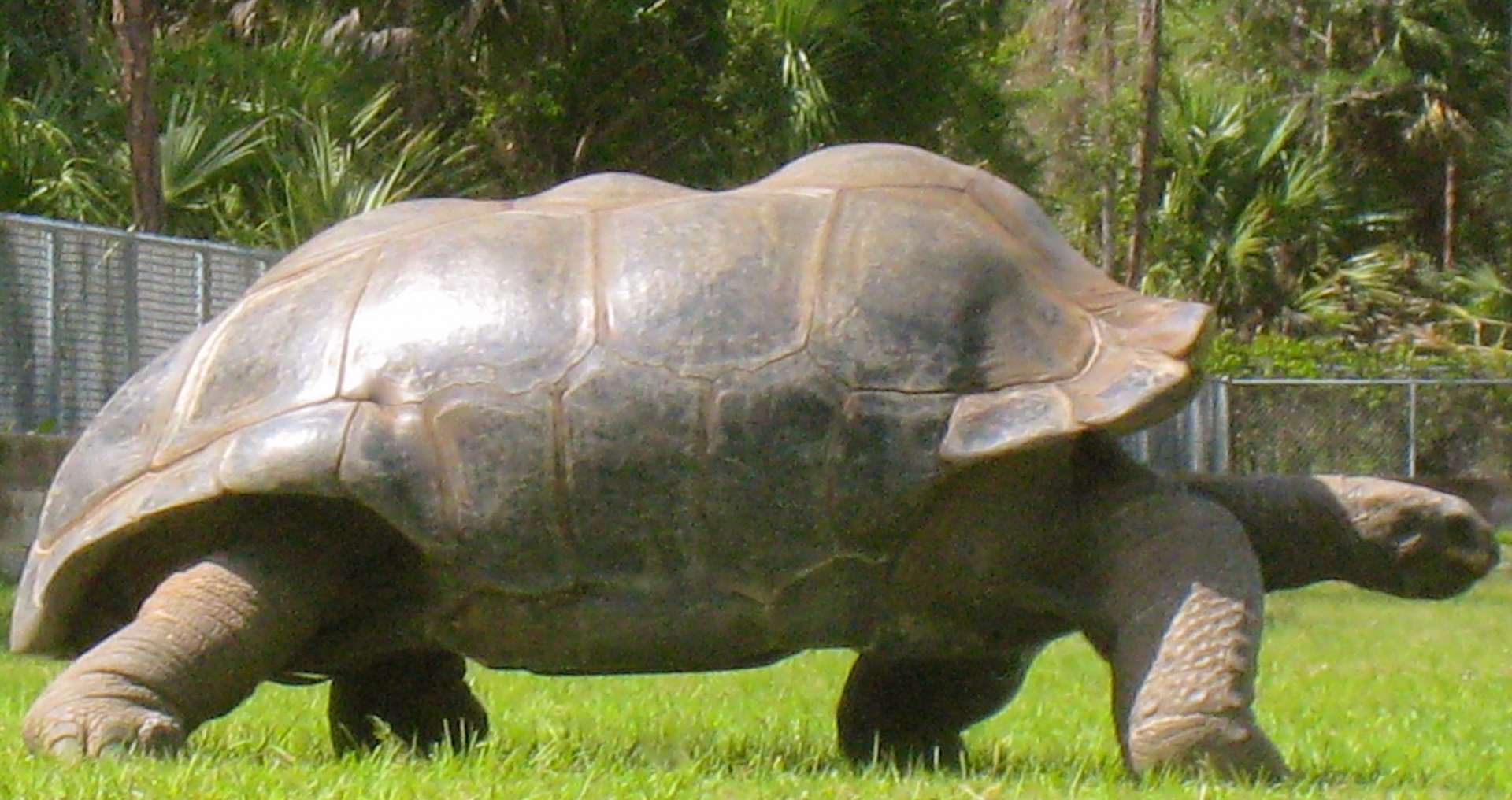 ALDABRA BREEDER