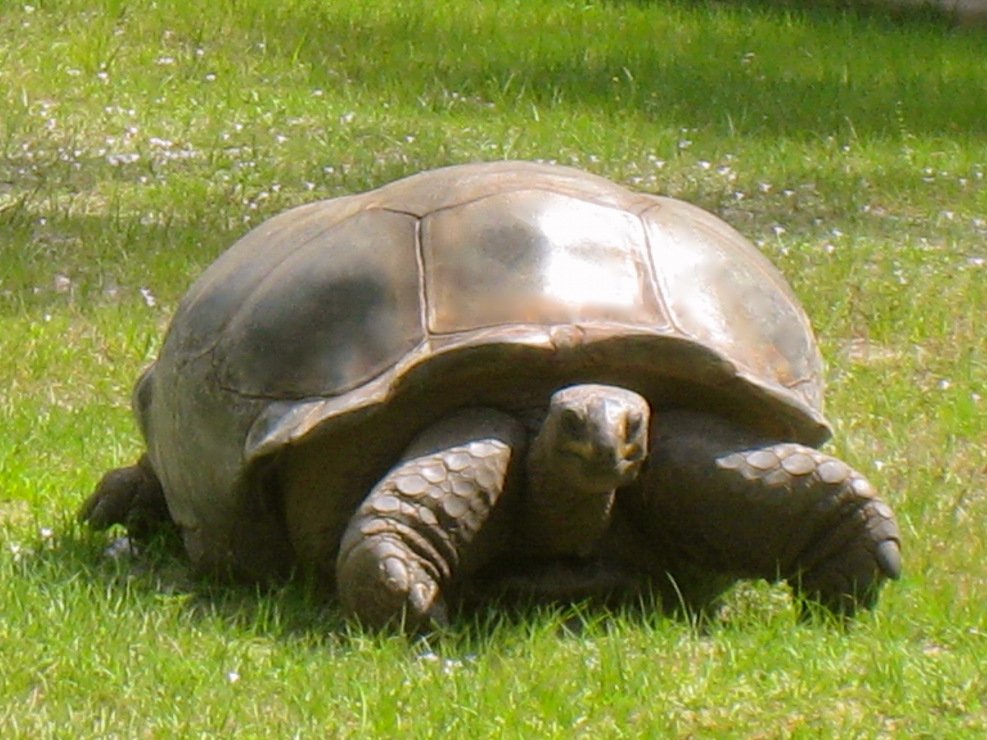 ALDABRA BREEDER